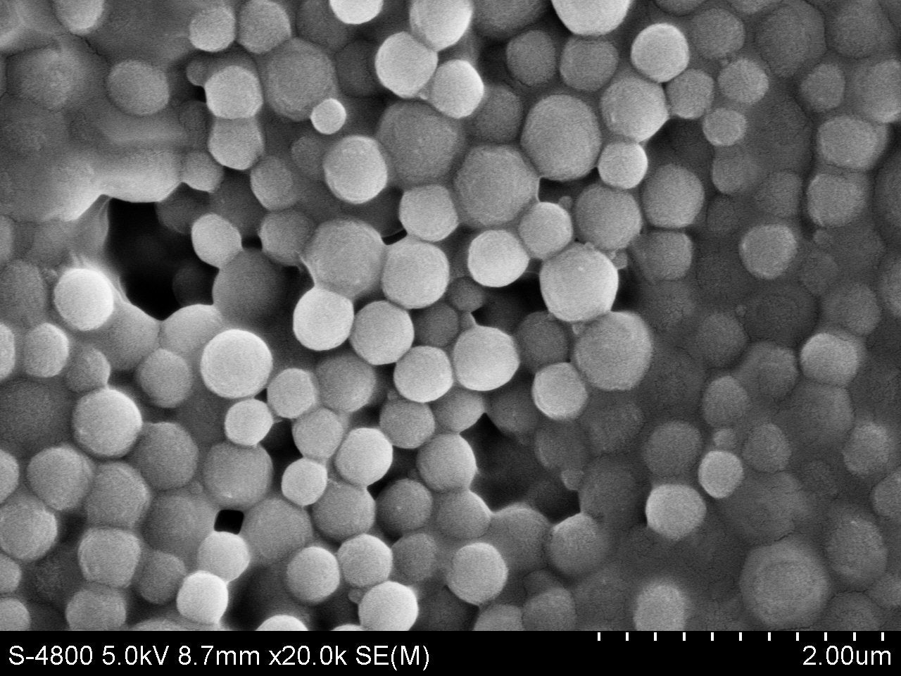 LDPE Microspheres – Low-Density Polyethylene Microplastic Reference Standard | PolyRef™